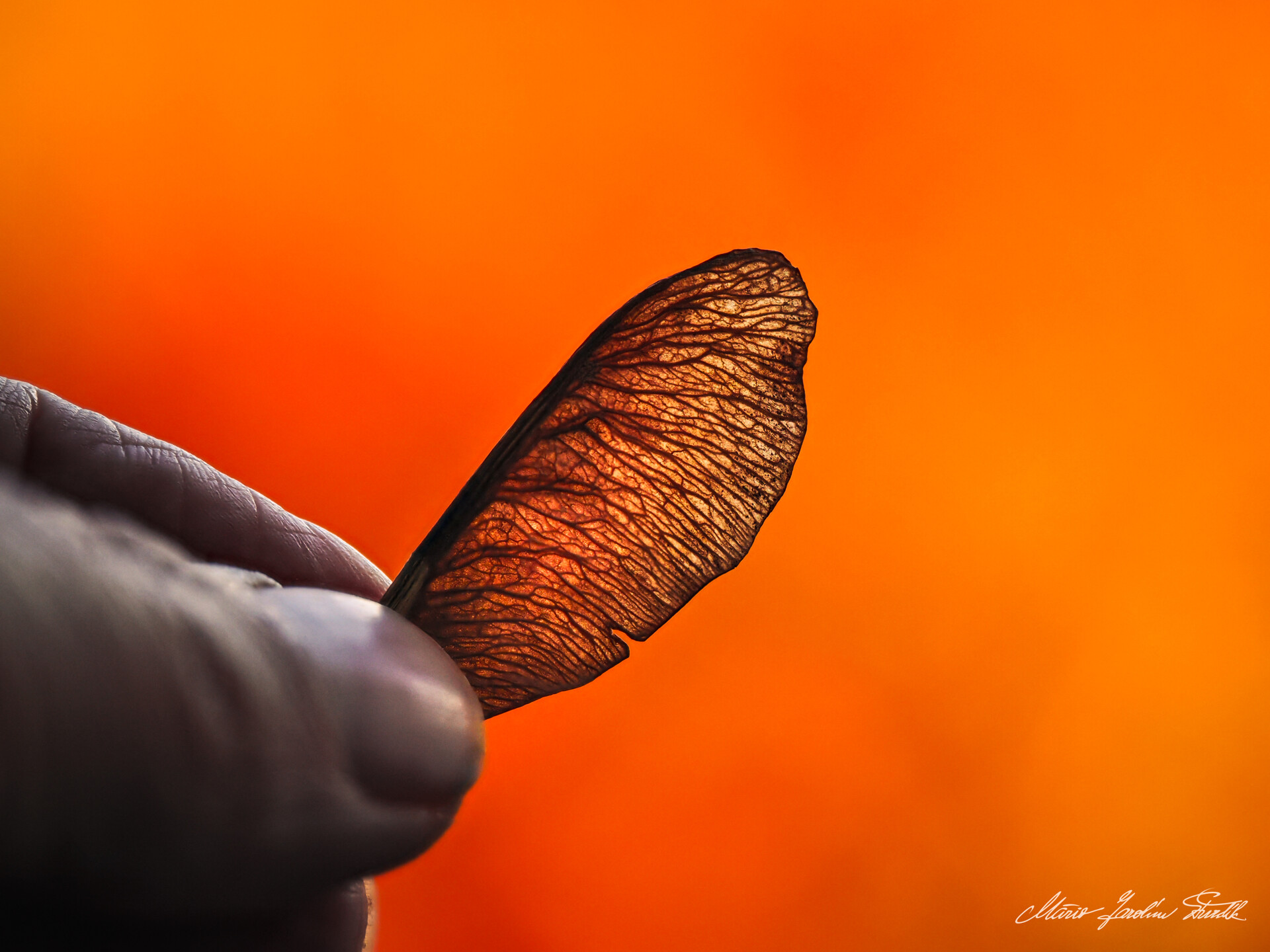 Krídelko do semienkom lipy 