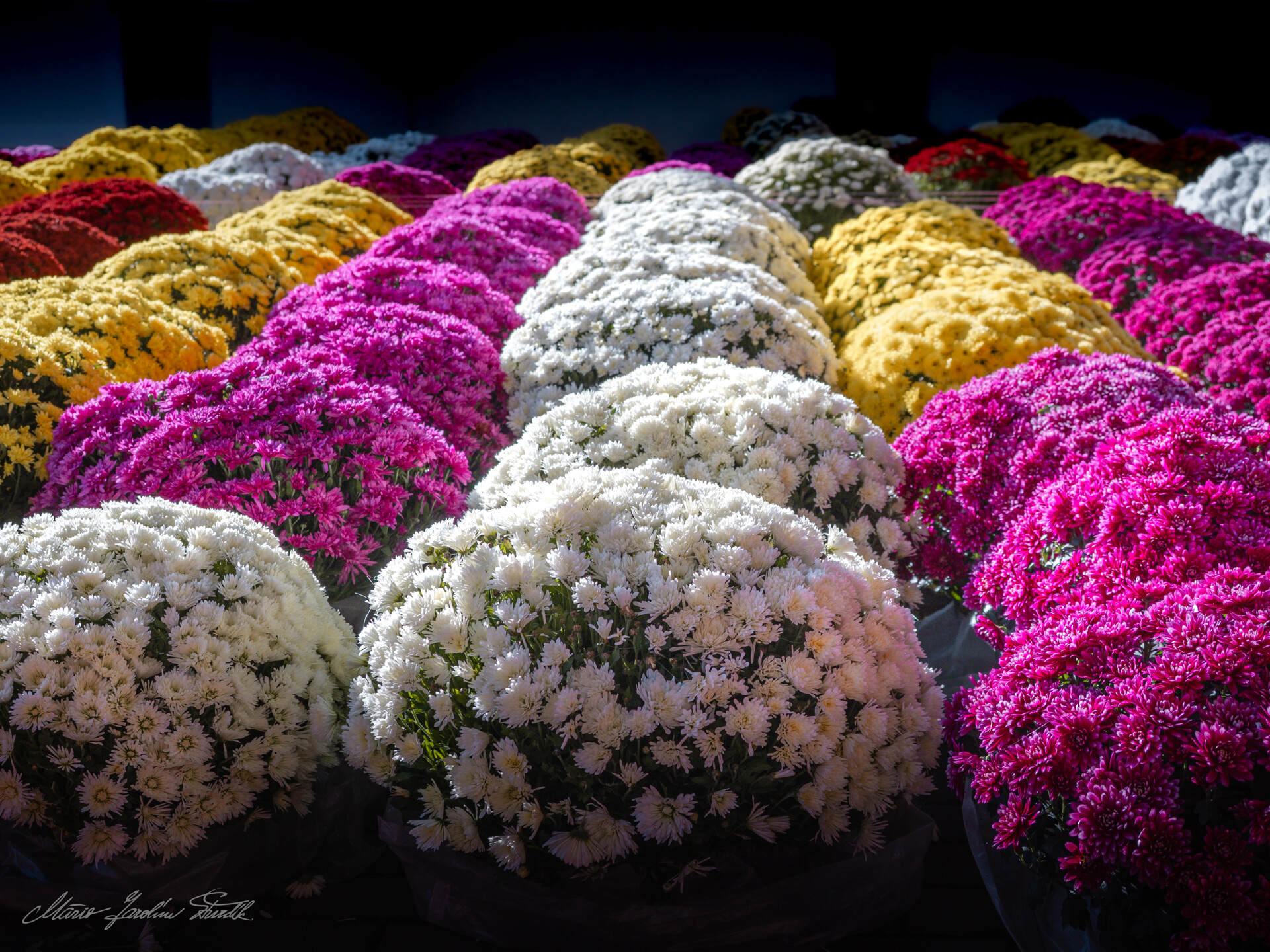 Chryzantémová Nitra